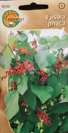 fasola-pnaca-ozdobna-nasiona-altana-murki-balkon