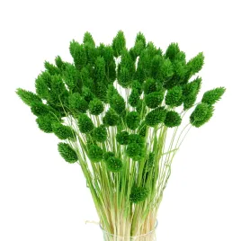suszony-phalaris-mozga-kanar-zielony-80-szt