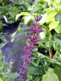 szalwia-omszona-sadzonka-rabata-skarpa-podszyt