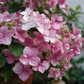 hortensja-french-bolero-sadzonki-rozowa-uciekajaca-panna-mloda-do-donic