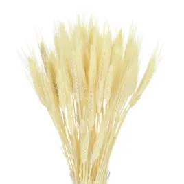 suszone-pszenzyto-bielone-suszone-zboze-60-szt