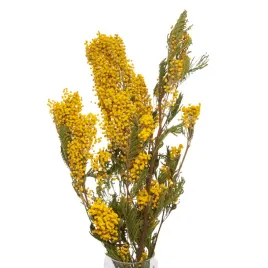 suszona-mimoza-akacja-srebrzysta-bukiet-suszki
