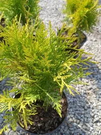 tuja-kulista-golden-globe-thuja-wolno-rosnaca