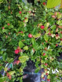 irga-dielsa-o-rozlozystym-i-wzniesionym-pokroju