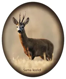 naklejka-sarna-koziol-29