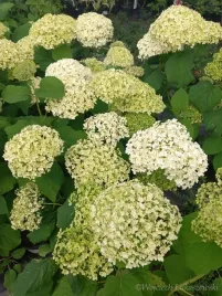 hortensja-drzewiasta-annabelle-pelna-romantyzmu