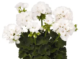 pelargonia-biala-rabatowa-survivor-white-sadzonka-p9-kwiaty-na-balkon