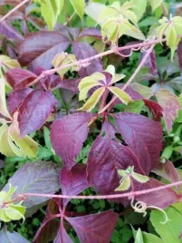 winobluszcz-szybko-rosnace-na-altany-i-murki