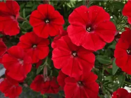 petunia-supertunia-vista-strawberry-czerwone-kwiaty-na-balkon-sadzonka-p9