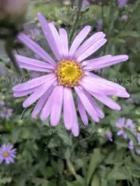 aster-gawedka-sadzonka-do-kazdego-ogrodka