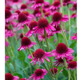 jezowka-purpurowa-echinacea-purpurea-delicious-candy