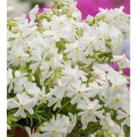 floks-szydlasty-phlox-subulata-spring-white