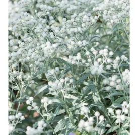 anafalis-trojnerwowy-anaphalis-triplinervis