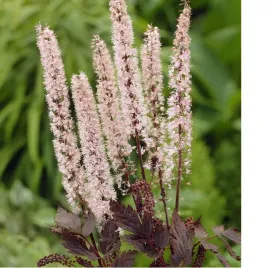 swiecznica-prosta-actaea-simplex-pink-spike