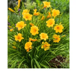 liliowiec-hemerocallis-stella-de-oro
