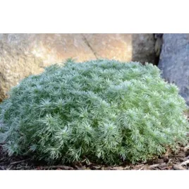 bylica-artemisia-silver-mound