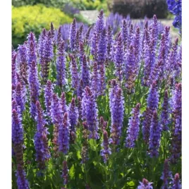 szalwia-salvia-caradonna