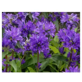 dzwonek-skupiony-campanula-glomerata-superba