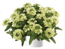 werbena-vanessa-compact-lime-sadzonka-p9-limonkowe-kwiaty-na-balkon-taras-s