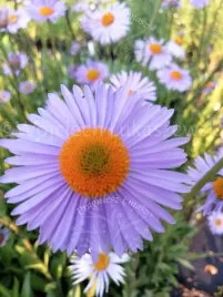 aster-tongolski-sadzonka-miododajna