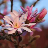 magnolia-leonard-messel-2l