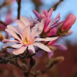 magnolia-leonard-messel-2l
