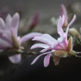magnolia-leonard-messel-2l-rodzaj-rosliny-magnolie-i-tulipanowce