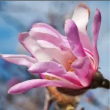 magnolia-leonard-messel-2l-styl-ogrod-srodziemnomorski-ogrod-wiejski-ogrod-skalny-ogrod-nowoczesny-ogrod-japonski