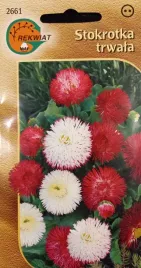 stokrotka-trwala-mix-nasiona-rabaty-obwodki-donice
