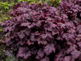 zurawka-amethyst-myst-bordowe-liscie-ozdobna-bylina-do-ogrodu-sadzonka-p9