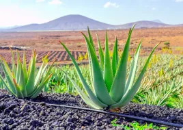aloe-vera-aloes-leczniczy-duzy-40-cm-p12