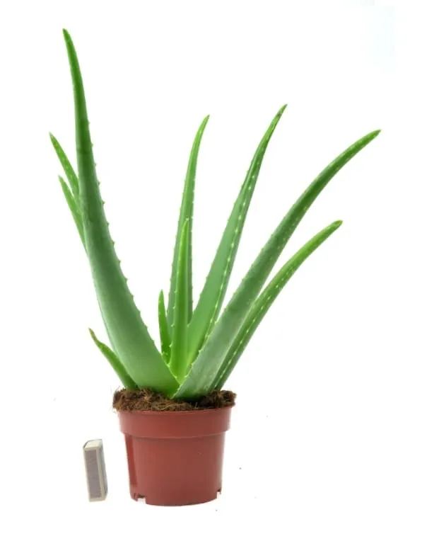 aloe vera eye serum NATURE REPUBLIC California Aloe Vera 74 Cooling Eye Serum Canada & USA –  Mikaela Beauty main image 0