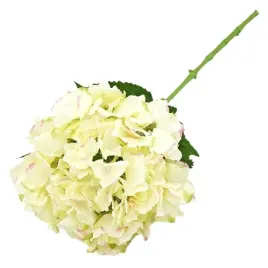 hortensja-pojedyncza-66cm