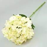 hortensja-pojedyncza-66cm-stan-nowy