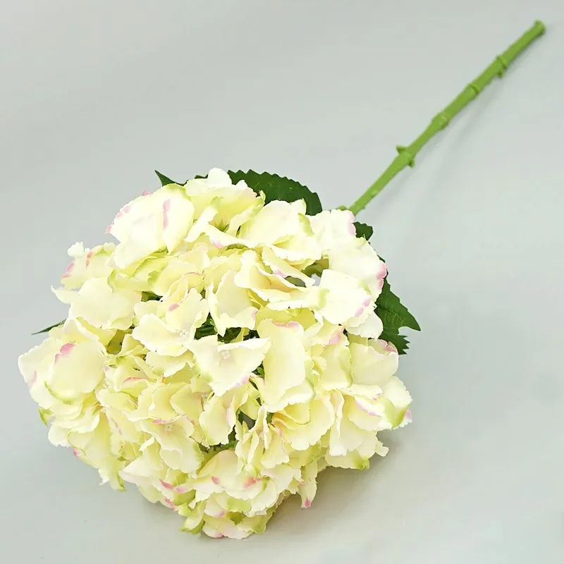 hortensja-pojedyncza-66cm