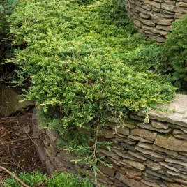 jalowiec-plozacy-golden-carpet-sadzonki-niziutki-okrywowy-latem-zloty