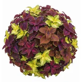 koleus-blumego-mieszany-01g-nasiona-piekne-kwiaty