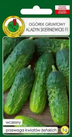 ogorek-gruntowy-aladyn-skierniewicki-5g-nasiona