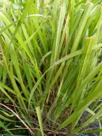 turowka-wonna-zubrowka-aromatyczna-trawa