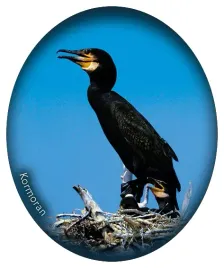 naklejka-kormoran-37
