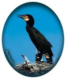 naklejka-kormoran-37-stan-nowy