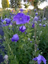 platykodon-niebieski-sadzonka-skalniak-rabata