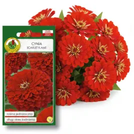 cynia-daliowa-scarlet-flame-czerwona-1g-nasiona-piekne-kwiaty