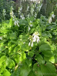 funkia-hosta-byliny-sadzonka-zielona