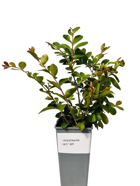 lagerstremia-indyjska-petite-red-2l-producent-inna