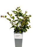 lagerstremia-indyjska-petite-red-2l-producent-inna