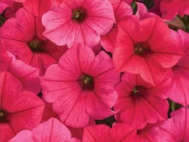 supertunia-vista-paradise-malinowe-kwiaty-na-balkon-sadzonka-p9