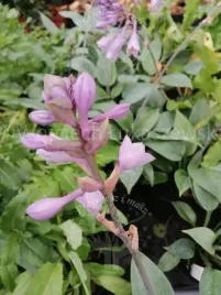 funkia-halcyon-o-efektownych-niebieskich-lisciach