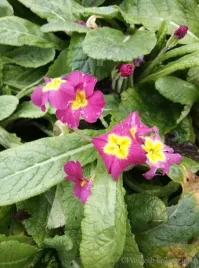 pierwiosnek-bezlodygowy-sadzonka-rabata-prymulka