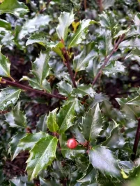 ostrokrzew-blue-princess-zywoplot-zimozielony